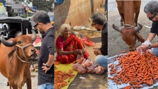 ಕರಡಿ ಘರ್ಜನೆಗೆ ಬೆದರಿದ ಹುಲಿರಾಯ, ವಿಡಿಯೋ ವೈರಲ್