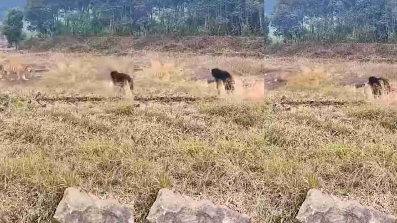 ಕರಡಿ ಘರ್ಜನೆಗೆ ಬೆದರಿದ ಹುಲಿರಾಯ, ವಿಡಿಯೋ ವೈರಲ್