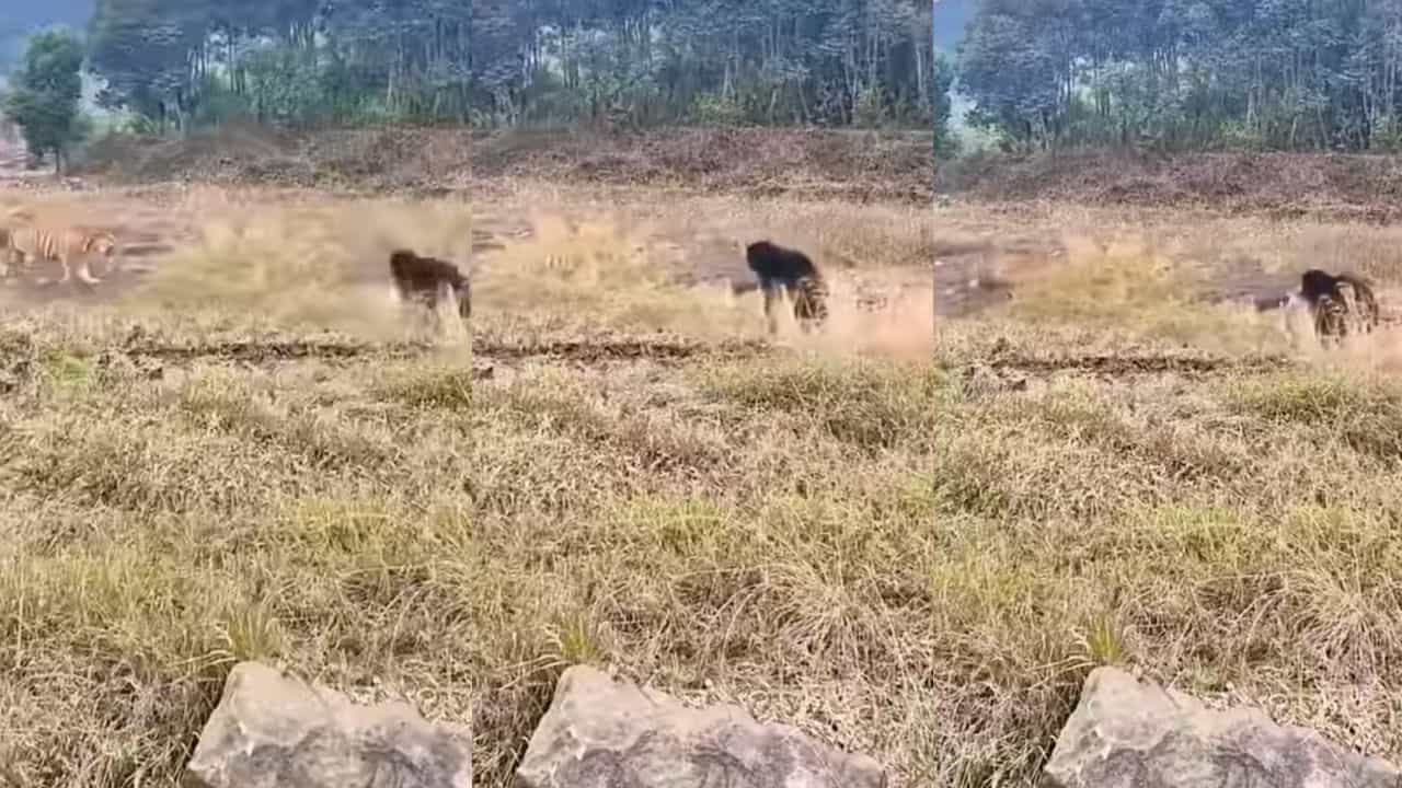 ಕರಡಿ ಘರ್ಜನೆಗೆ ಬೆದರಿದ ಹುಲಿರಾಯ, ವಿಡಿಯೋ ವೈರಲ್