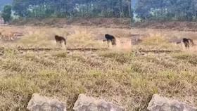 ಕರಡಿ ಘರ್ಜನೆಗೆ ಬೆದರಿದ ಹುಲಿರಾಯ ಕರಡಿ ಘರ್ಜನೆಗೆ ಬೆದರಿದ ಹುಲಿರಾಯ