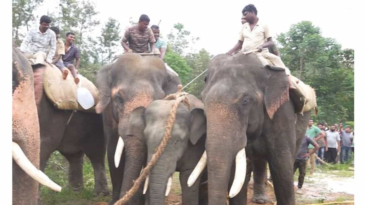 ಚಿಕ್ಕಮಗಳೂರು ಜನರ ನಿದ್ದೆಗೆಡಿಸಿದ್ದ ‘ಕುಳ್ಳ’ ಕೊನೆಗೂ ಲಾಕ್‌, ನಾಲ್ಕು ದಿನದ ಆಪರೇಷನ್‌ ಬಳಿಕ ಕಾಡಾನೆ ಸೆರೆ