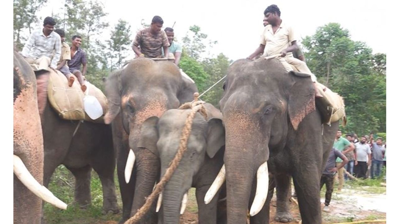 ಚಿಕ್ಕಮಗಳೂರು ಜನರ ನಿದ್ದೆಗೆಡಿಸಿದ್ದ ‘ಕುಳ್ಳ’ ಕೊನೆಗೂ ಲಾಕ್‌, ನಾಲ್ಕು ದಿನದ ಆಪರೇಷನ್‌ ಬಳಿಕ ಕಾಡಾನೆ ಸೆರೆ