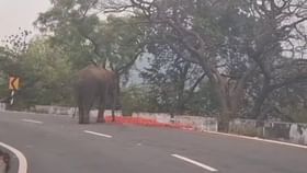 ದಿಂಬಂ ಘಾಟ್​ನಲ್ಲಿ ರಾಶಿ ರಾಶಿ ಟೊಮೆಟೋ ತಿಂದು ತೇಗಿದ ಕಾಡಾನೆ: ವಿಡಿಯೋ ನೋಡಿ