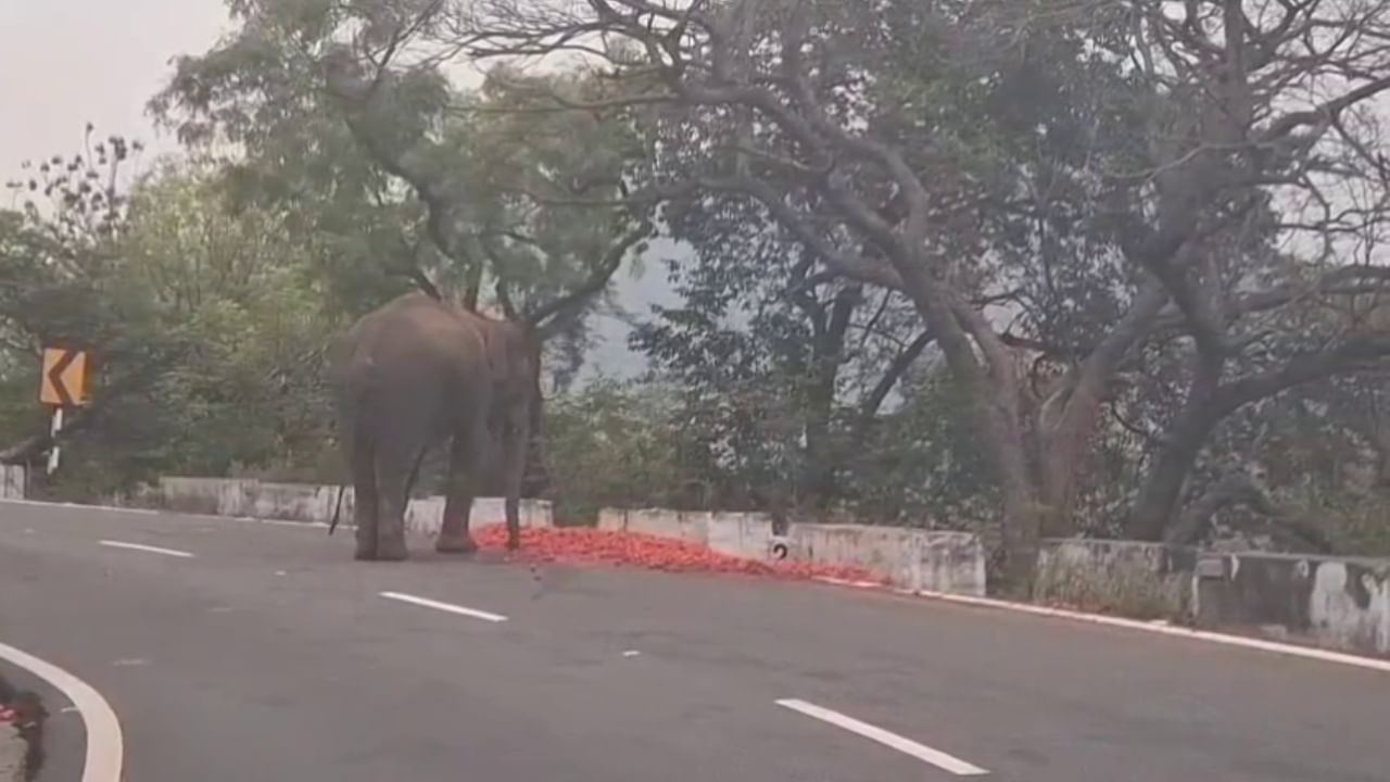 ದಿಂಬಂ ಘಾಟ್​ನಲ್ಲಿ ರಾಶಿ ರಾಶಿ ಟೊಮೆಟೋ ತಿಂದು ತೇಗಿದ ಕಾಡಾನೆ: ವಿಡಿಯೋ ನೋಡಿ