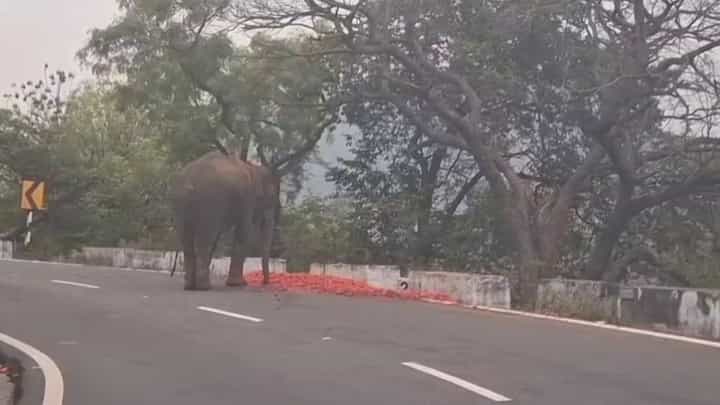 ದಿಂಬಂ ಘಾಟ್ನಲ್ಲಿ ರಾಶಿ ರಾಶಿ ಟೊಮೆಟೋ ತಿಂದು ತೇಗಿದ ಕಾಡಾನೆ: ವಿಡಿಯೋ ನೋಡಿ ದಿಂಬಂ ಘಾಟ್ನಲ್ಲಿ ರಾಶಿ ರಾಶಿ ಟೊಮೆಟೋ ತಿಂದು ತೇಗಿದ ಕಾಡಾನೆ: ವಿಡಿಯೋ ನೋಡಿ