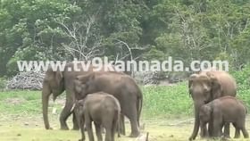 ಮೈಸೂರು: ಸಫಾರಿ ವೇಳೆ ಕಬಿನಿ ಹಿನ್ನೀರಿನ ಬಳಿ ಕಾಡಾನೆ ಹಿಂಡು ಪ್ರತ್ಯಕ್ಷ