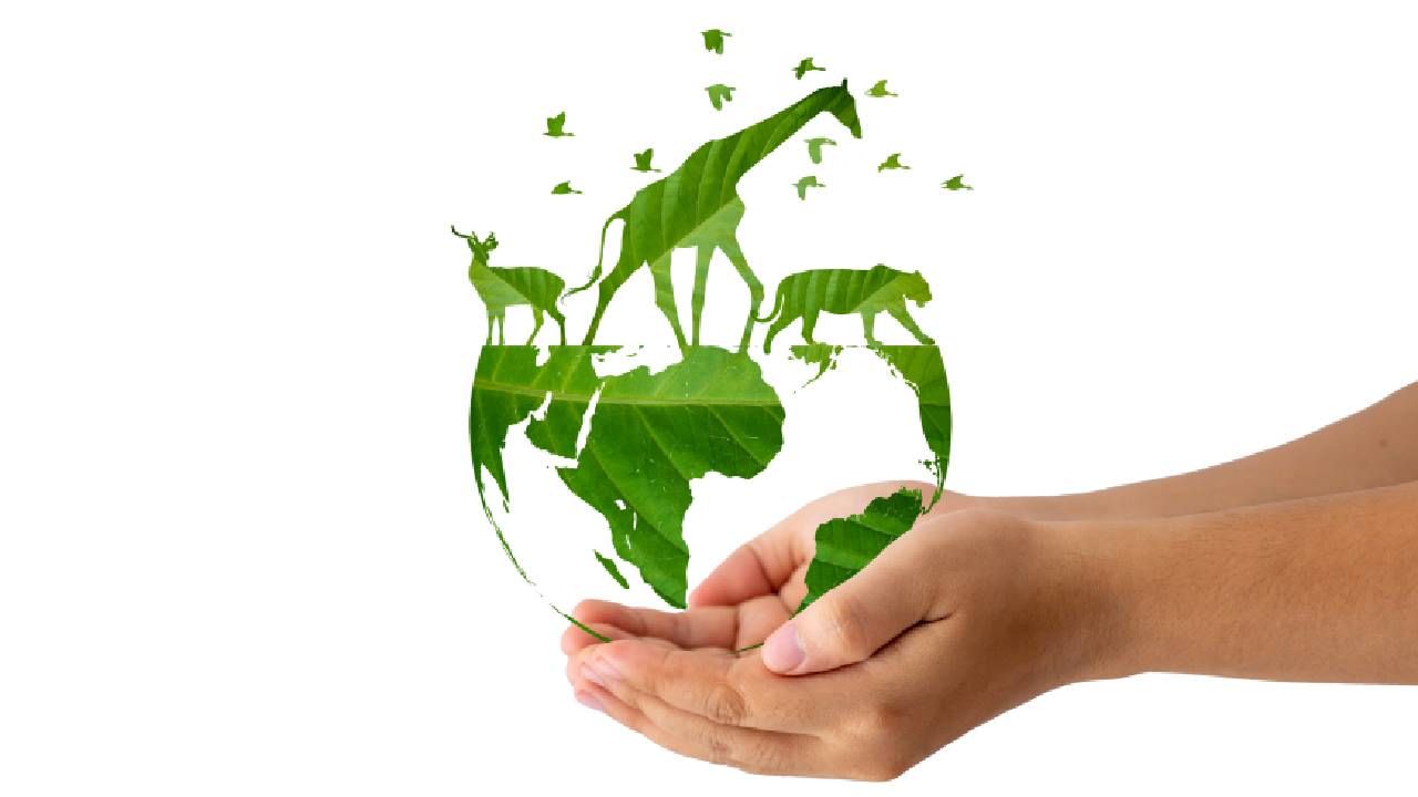 World Biodiversity Day 2025: ಜೀವವೈವಿಧ್ಯತೆಯ ಸಂರಕ್ಷಣೆ ನಮ್ಮೆಲ್ಲರ ಹೊಣೆ; ವಿಶ್ವ ಜೀವವೈವಿಧ್ಯ ದಿನದ ಇತಿಹಾಸ ತಿಳಿಯಿರಿ