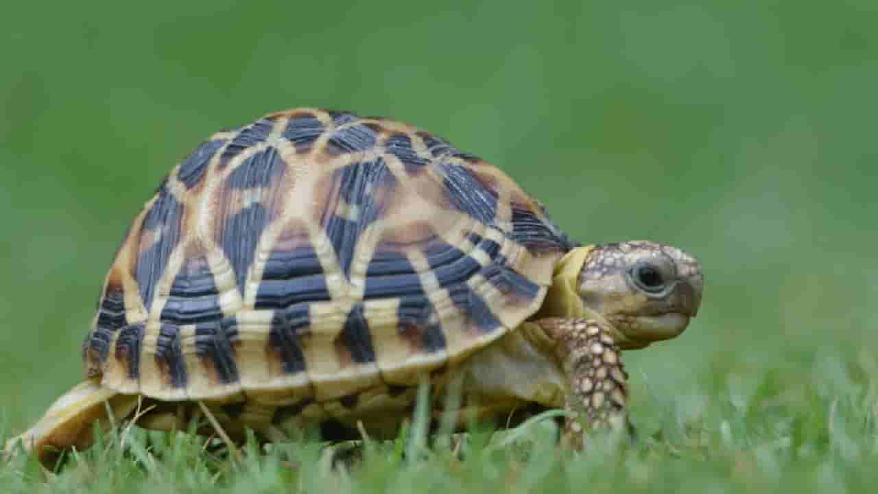 World Turtle Day 2025: ಪರಿಸರ ವ್ಯವಸ್ಥೆಯನ್ನು ಸ್ಥಿರವಾಗಿಡುವಲ್ಲಿ ಆಮೆಗಳ ಪಾತ್ರ ಅಪಾರ; ವಿಶ್ವ ಆಮೆ ದಿನದ ಮಹತ್ವ