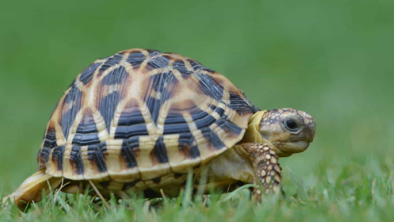 World Turtle Day 2025: ಪರಿಸರ ವ್ಯವಸ್ಥೆಯನ್ನು ಸ್ಥಿರವಾಗಿಡುವಲ್ಲಿ ಆಮೆಗಳ ಪಾತ್ರ ಅಪಾರ; ವಿಶ್ವ ಆಮೆ ದಿನದ ಮಹತ್ವ World Turtle Day 2025: ಪರಿಸರ ವ್ಯವಸ್ಥೆಯನ್ನು ಸ್ಥಿರವಾಗಿಡುವಲ್ಲಿ ಆಮೆಗಳ ಪಾತ್ರ ಅಪಾರ; ವಿಶ್ವ ಆಮೆ ದಿನದ ಮಹತ್ವ
