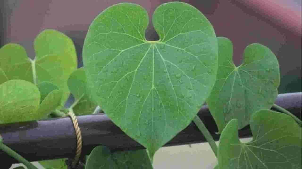 ಹೆಸರಿಗೆ ತಕ್ಕಂತೆ ಆರೋಗ್ಯಕ್ಕೆ ಅಮೃತ ಈ ಬಳ್ಳಿ! ಇದರ ಪ್ರಯೋಜನಗಳನ್ನು ನೀವು ತಿಳಿದುಕೊಳ್ಳಲೇ ಬೇಕು