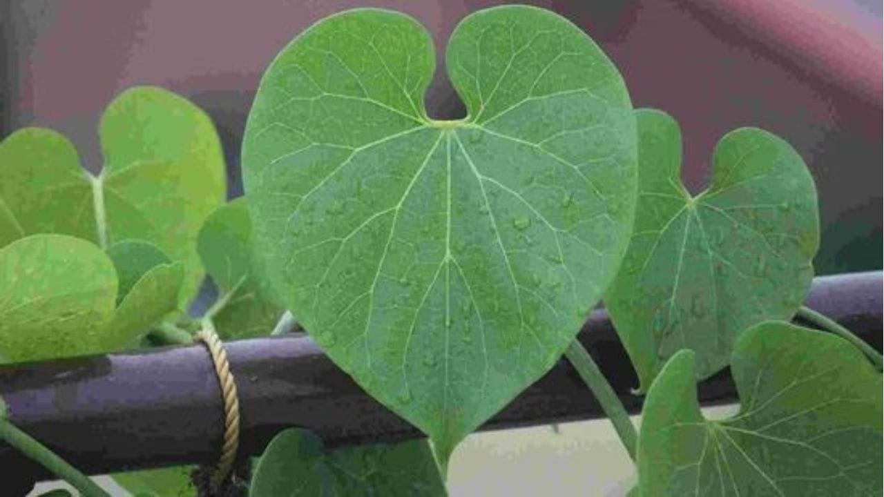 ಹೆಸರಿಗೆ ತಕ್ಕಂತೆ ಆರೋಗ್ಯಕ್ಕೆ ಅಮೃತ ಈ ಬಳ್ಳಿ! ಇದರ ಪ್ರಯೋಜನಗಳನ್ನು ನೀವು ತಿಳಿದುಕೊಳ್ಳಲೇ ಬೇಕು