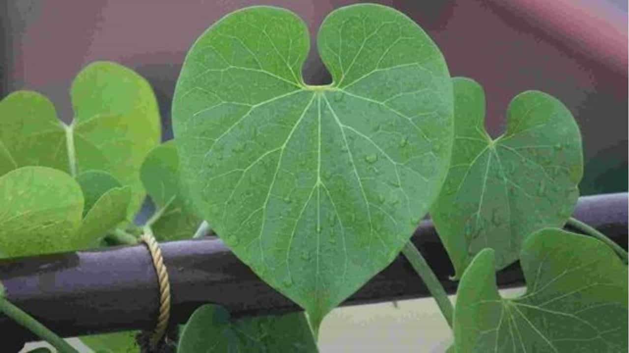 ಹೆಸರಿಗೆ ತಕ್ಕಂತೆ ಆರೋಗ್ಯಕ್ಕೆ ಅಮೃತ ಈ ಬಳ್ಳಿ! ಇದರ ಪ್ರಯೋಜನಗಳನ್ನು ನೀವು ತಿಳಿದುಕೊಳ್ಳಲೇ ಬೇಕು ಹೆಸರಿಗೆ ತಕ್ಕಂತೆ ಆರೋಗ್ಯಕ್ಕೆ ಅಮೃತ ಈ ಬಳ್ಳಿ! ಇದರ ಪ್ರಯೋಜನಗಳನ್ನು ನೀವು ತಿಳಿದುಕೊಳ್ಳಲೇ ಬೇಕು