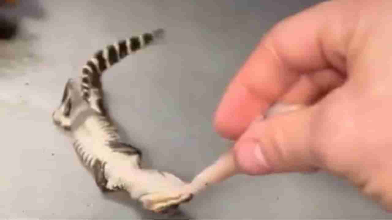 Viral Video: ಈ ಮೊಸಳೆ ಮರಿ ಎಷ್ಟು ಚಾಲಾಕಿ! ಹೇಗೆ ಪಲ್ಟಿ ಹೊಡೆದು ಬೇಟೆ ಆಡ್ತು ನೋಡಿ