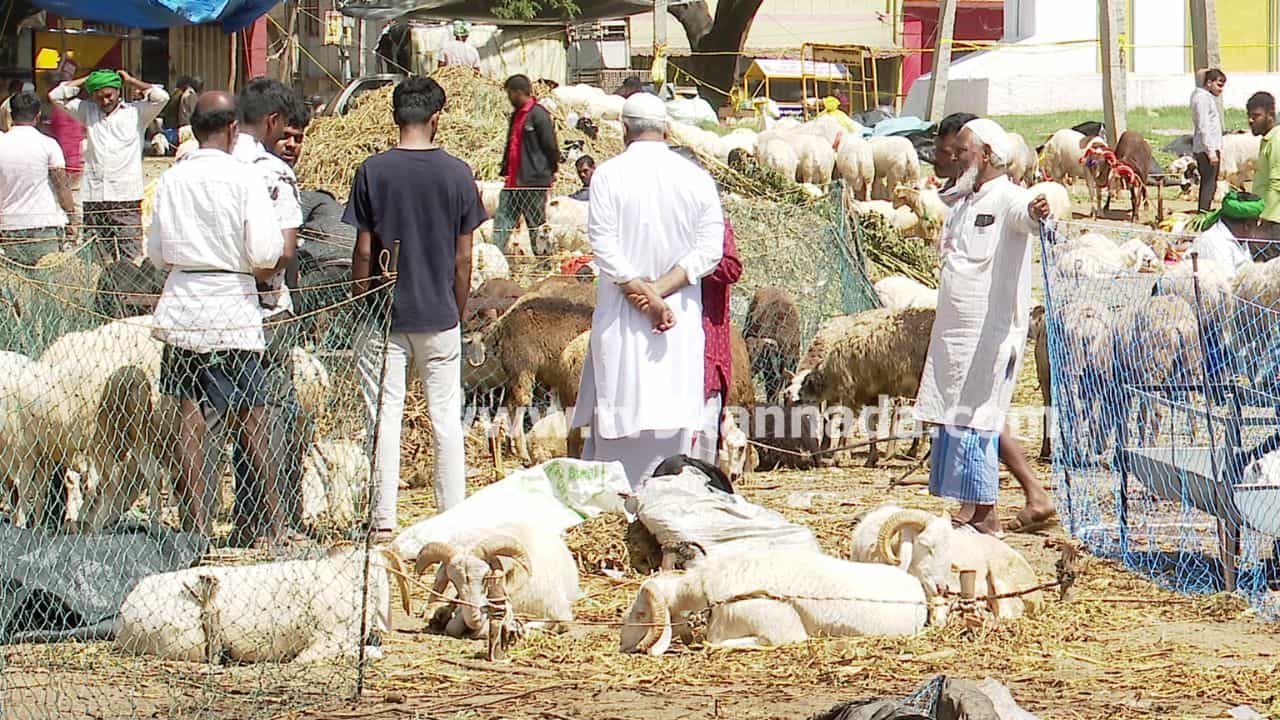 ಬಕ್ರೀದ್: ಚಾಮರಾಜಪೇಟೆ ಮೈದಾನದಲ್ಲಿ ಕುರಿ ಮಾರಾಟ ಜೋರು; ಪಂಜಾಬಿ, ಮಧುರೈ ತಳಿಗಳಿಗೆ ಹೆಚ್ಚಿದ ಬೇಡಿಕೆ ಬಕ್ರೀದ್: ಚಾಮರಾಜಪೇಟೆ ಮೈದಾನದಲ್ಲಿ ಕುರಿ ಮಾರಾಟ ಜೋರು; ಪಂಜಾಬಿ, ಮಧುರೈ ತಳಿಗಳಿಗೆ ಹೆಚ್ಚಿದ ಬೇಡಿಕೆ