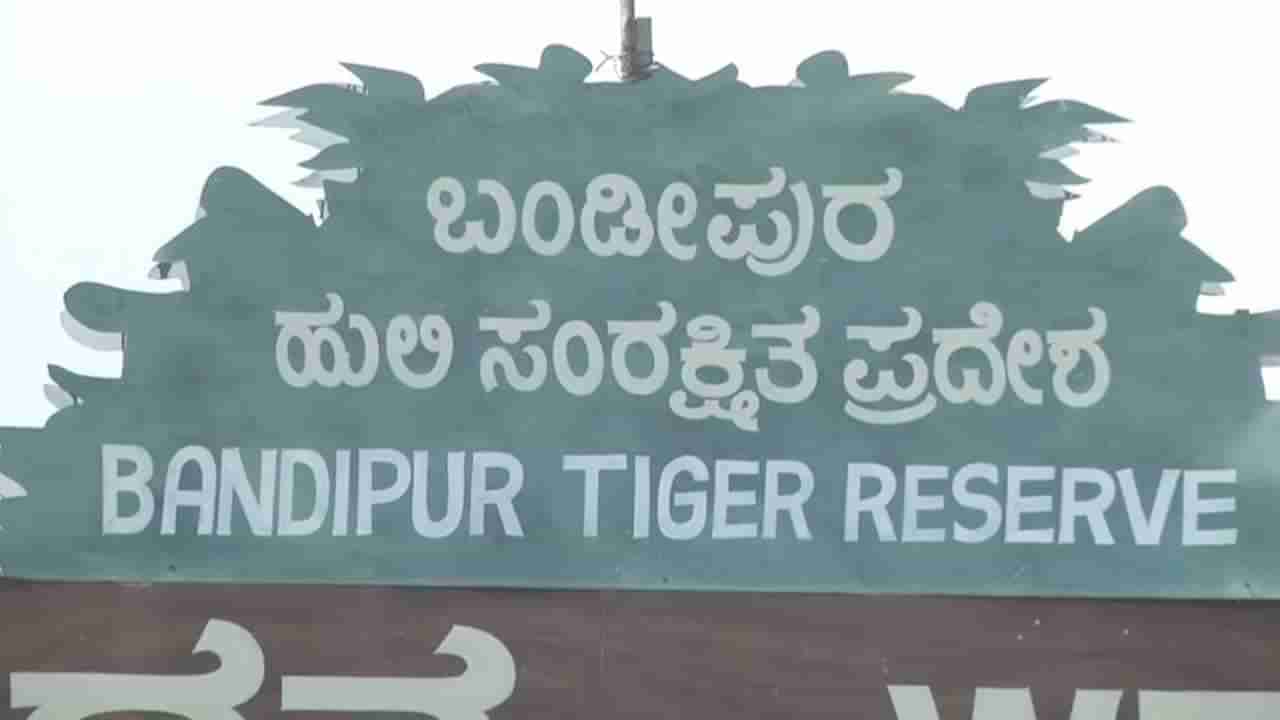 ಮತ್ತೆ ಸುದ್ದಿಯಾದ ಬಂಡೀಪುರ ಅರಣ್ಯ ಸಿಬ್ಬಂದಿಗಳು: ಕಳ್ಳಬೇಟೆ ಶಿಬಿರಕ್ಕೆ ಪ್ರವಾಸಿಗರನ್ನ ಕರೆದುಕೊಂಡು ಹೋಗಿ ಎಡವಟ್ಟು