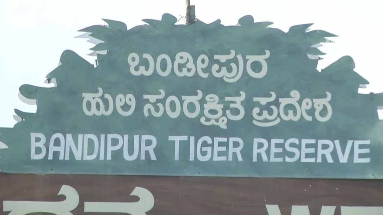 ಮತ್ತೆ ಸುದ್ದಿಯಾದ ಬಂಡೀಪುರ ಅರಣ್ಯ ಸಿಬ್ಬಂದಿಗಳು: ಕಳ್ಳಬೇಟೆ ಶಿಬಿರಕ್ಕೆ ಪ್ರವಾಸಿಗರನ್ನ ಕರೆದುಕೊಂಡು ಹೋಗಿ ಎಡವಟ್ಟು ಮತ್ತೆ ಸುದ್ದಿಯಾದ ಬಂಡೀಪುರ ಅರಣ್ಯ ಸಿಬ್ಬಂದಿಗಳು: ಕಳ್ಳಬೇಟೆ ಶಿಬಿರಕ್ಕೆ ಪ್ರವಾಸಿಗರನ್ನ ಕರೆದುಕೊಂಡು ಹೋಗಿ ಎಡವಟ್ಟು