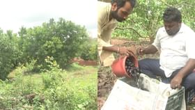 ಬರಡು ಭೂಮಿ ಬೀದರ್​ನಲ್ಲಿ ನೇರಳೆ ಬರ್ಜರಿ ಫಸಲು: ಲಕ್ಷ ರೂ. ಆದಾಯದಲ್ಲಿ ರೈತ