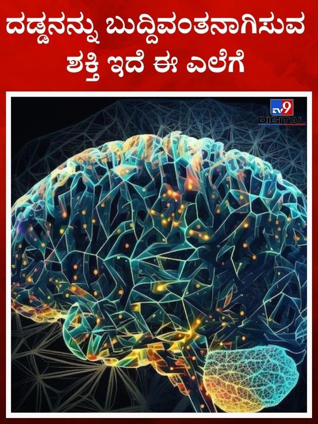 ಮೆದುಳಿನ ಆರೋಗ್ಯಕ್ಕೆ ವೀಳ್ಯದ ಎಲೆ, ಜೇನುತುಪ್ಪ ಸೇವಿಸಿ