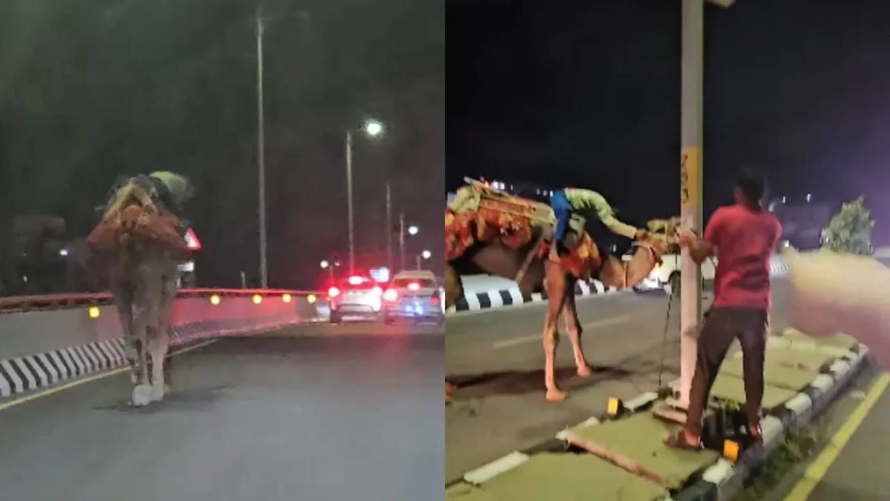 Video: ಒಂಟೆ ಮೇಲೆ ಮಲಗಿ ಎಕ್ಸ್​ಪ್ರೆಸ್​ವೇನಲ್ಲಿ ಸವಾರಿ ಹೊರಟ ಕುಡುಕ