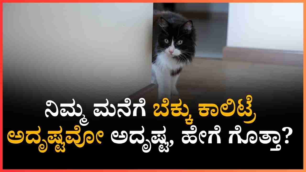 ಬೆಕ್ಕು ಆದಾಗೇ ನಿಮ್ಮ ಮನೆಗೆ ಕಾಲಿಟ್ರೆ ಅದೃಷ್ಟವೋ ಅದೃಷ್ಟ, ಹೇಗೆ ಗೊತ್ತಾ?
