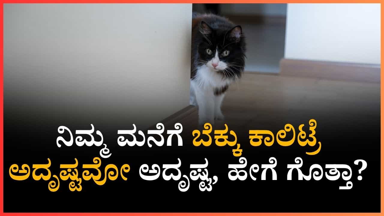 ಬೆಕ್ಕು ಆದಾಗೇ ನಿಮ್ಮ ಮನೆಗೆ ಕಾಲಿಟ್ರೆ ಅದೃಷ್ಟವೋ ಅದೃಷ್ಟ, ಹೇಗೆ ಗೊತ್ತಾ? ಬೆಕ್ಕು ಆದಾಗೇ ನಿಮ್ಮ ಮನೆಗೆ ಕಾಲಿಟ್ರೆ ಅದೃಷ್ಟವೋ ಅದೃಷ್ಟ, ಹೇಗೆ ಗೊತ್ತಾ?