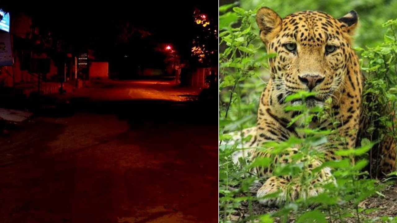 ಬೆಂಗಳೂರಿನ ಮಲ್ಲಸಂದ್ರ ಬಳಿ ಚಿರತೆ ಪ್ರತ್ಯಕ್ಷ: ಭಯಭೀತರಾದ ಜನ, ಕ್ಯಾಮರಾ ಅಳವಡಿಕೆ ಬೆಂಗಳೂರಿನ ಮಲ್ಲಸಂದ್ರ ಬಳಿ ಚಿರತೆ ಪ್ರತ್ಯಕ್ಷ: ಭಯಭೀತರಾದ ಜನ, ಕ್ಯಾಮರಾ ಅಳವಡಿಕೆ