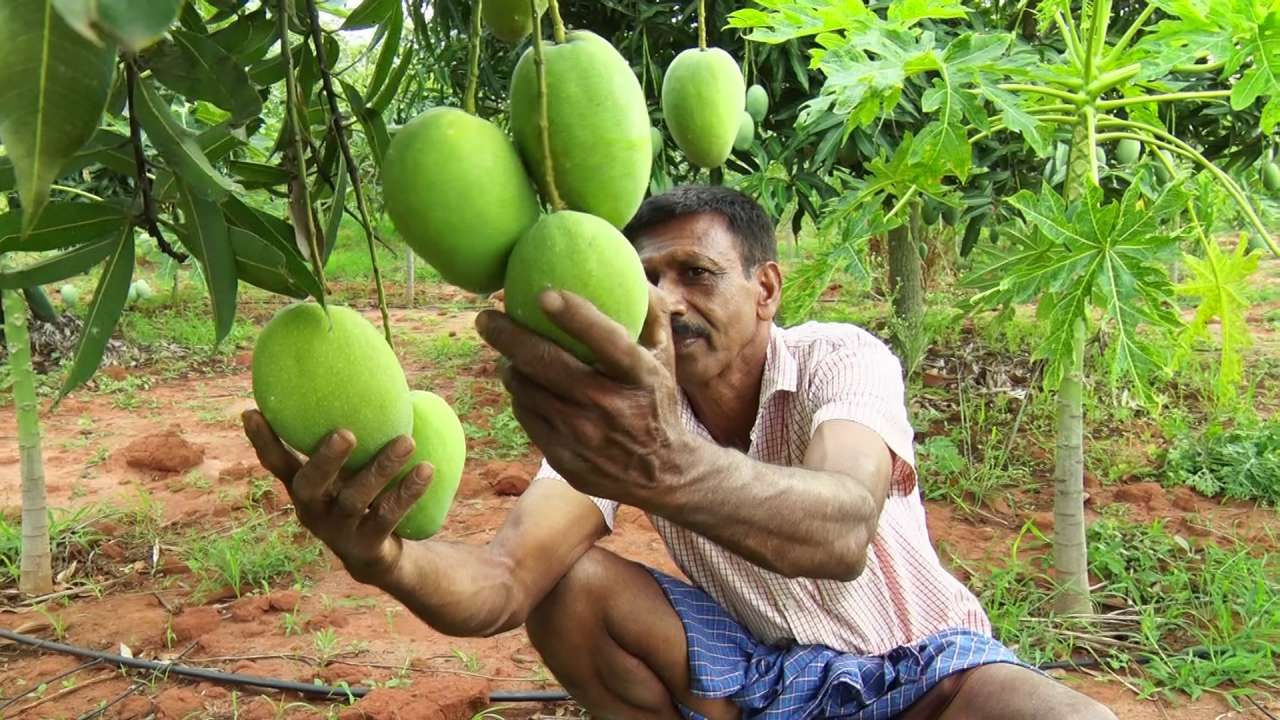 ಅಪಾರ್ಟಮೆಂಟ್, ಕಂಪನಿಗಳಿಗೆ ತಾನು ಬೆಳೆದ ಮಾವು ರುಚಿ ಹಚ್ಚಿಸಿದ ರೈತ: ಭರ್ಜರಿ ಆದಾಯ ಗಳಿಸಿದ