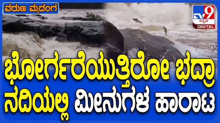 ಚಿಕ್ಕಮಗಳೂರು: ‘ಹಕ್ಕಿ ಹಾರುತಿದೆ ನೋಡಿದಿರಾ’ ಪದ್ಯವನ್ನು ನೆನಪಿಸಿದ ಉಕ್ಕಿ ಹರಿವ ಭದ್ರೆಯಲ್ಲಿ ಮೀನುಗಳ ಹಾರಾಟ! ಚಿಕ್ಕಮಗಳೂರು: ‘ಹಕ್ಕಿ ಹಾರುತಿದೆ ನೋಡಿದಿರಾ’ ಪದ್ಯವನ್ನು ನೆನಪಿಸಿದ ಉಕ್ಕಿ ಹರಿವ ಭದ್ರೆಯಲ್ಲಿ ಮೀನುಗಳ ಹಾರಾಟ!