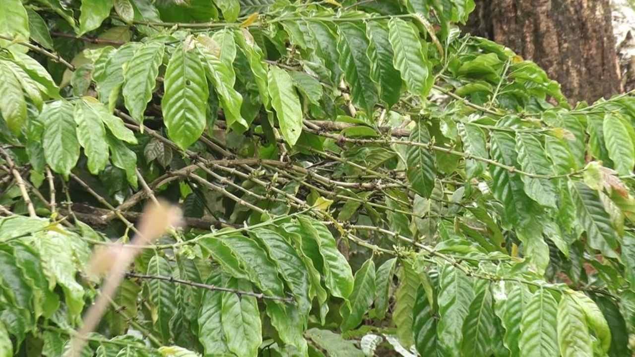 ಹಾಸನ: ಕಾಫಿ ಬೆಳೆಗಾರರ ಕಣ್ಣಲ್ಲಿ ನೀರು ತರಿಸಿದ ಮಳೆ, ಕೊಳೆ ರೋಗಕ್ಕೆ ತುತ್ತಾದ ಕಾಫಿ ಹಾಸನ: ಕಾಫಿ ಬೆಳೆಗಾರರ ಕಣ್ಣಲ್ಲಿ ನೀರು ತರಿಸಿದ ಮಳೆ, ಕೊಳೆ ರೋಗಕ್ಕೆ ತುತ್ತಾದ ಕಾಫಿ