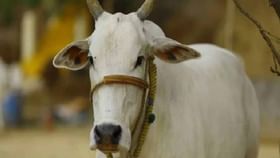 ರಾಮನಗರದಲ್ಲಿ ಹಸುವಿನ ಕೆಚ್ಚಲು ಕೊಯ್ದ ದುಷ್ಕರ್ಮಿಗಳು