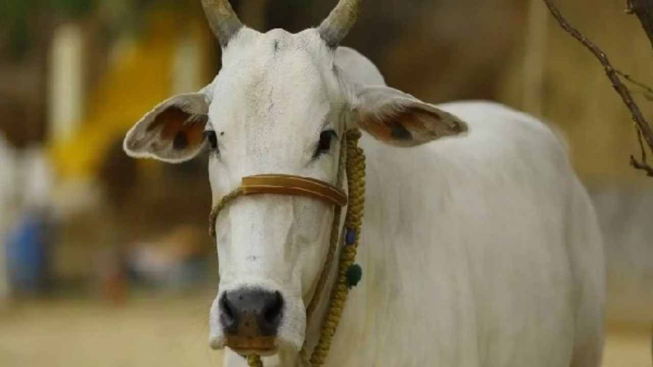 ಕರ್ನಾಟಕದಲ್ಲಿ ಜಾನುವಾರುಗಳ ಮೇಲೆ ಕ್ರೌರ್ಯ ಹೆಚ್ಚಳ: ರಾಮನಗರದಲ್ಲಿ ಹಸುವಿನ ಕೆಚ್ಚಲು ಕೊಯ್ದ ದುಷ್ಕರ್ಮಿಗಳು ಕರ್ನಾಟಕದಲ್ಲಿ ಜಾನುವಾರುಗಳ ಮೇಲೆ ಕ್ರೌರ್ಯ ಹೆಚ್ಚಳ: ರಾಮನಗರದಲ್ಲಿ ಹಸುವಿನ ಕೆಚ್ಚಲು ಕೊಯ್ದ ದುಷ್ಕರ್ಮಿಗಳು