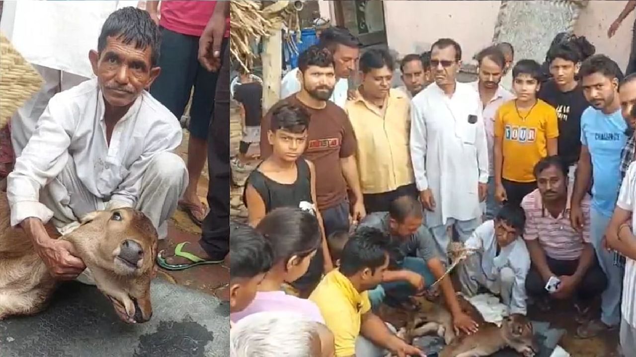 ಉತ್ತರ ಪ್ರದೇಶದಲ್ಲಿ 2 ತಲೆ, 3 ಕಣ್ಣುಗಳೊಂದಿಗೆ ಜನಿಸಿದ ಕರು; ಜನರಿಂದ ಪೂಜೆ, ಆರಾಧನೆ!