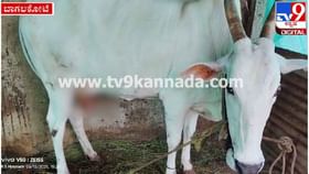 ಗರ್ಭಾವಸ್ಥೆಯ ಹಸುವಿನ ಕೆಚ್ಚಲು ಕತ್ತರಿಸಿ ವಿಕೃತಿ ಮೆರೆದ ದುಷ್ಕರ್ಮಿಗಳು ಗರ್ಭಾವಸ್ಥೆಯ ಹಸುವಿನ ಕೆಚ್ಚಲು ಕತ್ತರಿಸಿ ವಿಕೃತಿ ಮೆರೆದ ದುಷ್ಕರ್ಮಿಗಳು