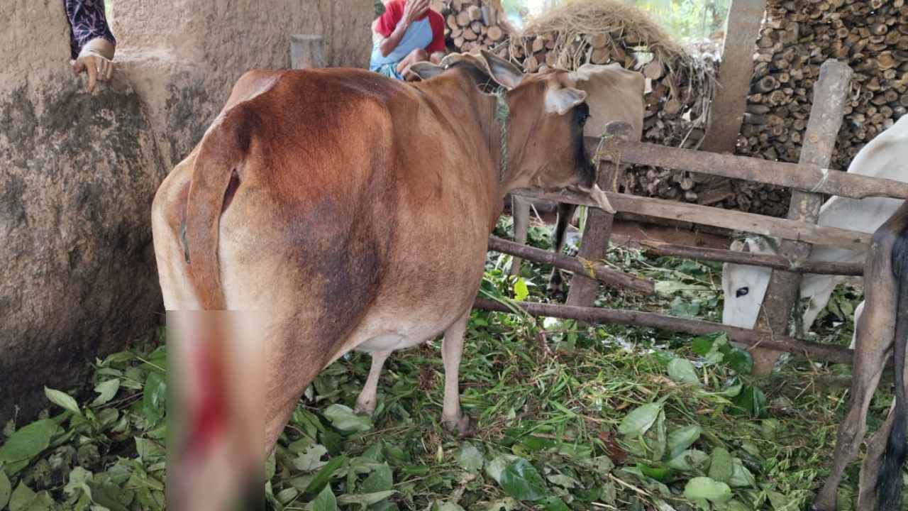 ಶಿವಮೊಗ್ಗ: ಮೇಯಲು ಬಿಟ್ಟಿದ್ದ ಹಸುವಿನ ಕೆಚ್ಚಲು ಕೊಯ್ದು ವಿಕೃತಿ ಮೆರೆದ ಕಿಡಿಗೇಡಿಗಳು