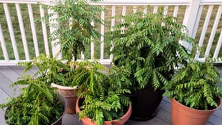 Gayatri Jayanti 2025: ಜೂನ್ 6 ಗಾಯತ್ರಿ ಜಯಂತಿ; ಈ ದಿನದ ಮಹತ್ವವನ್ನು ತಿಳಿಯಿರಿ