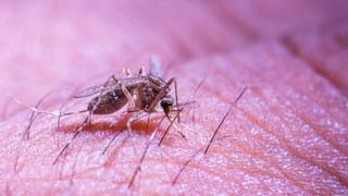 Dengue: ಡೆಂಘಿ ಸೊಳ್ಳೆಗಳು ಹೆಚ್ಚಾಗಿ ಯಾವ ಸಮಯದಲ್ಲಿ ಕಚ್ಚುತ್ತೆ ಗೊತ್ತಾ?