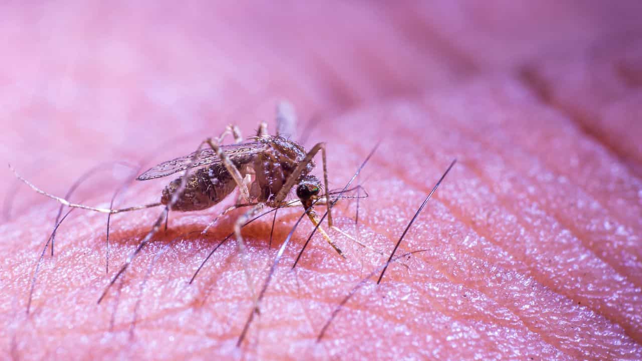 Dengue: ಡೆಂಘಿ ಸೊಳ್ಳೆಗಳು ಹೆಚ್ಚಾಗಿ ಯಾವ ಸಮಯದಲ್ಲಿ ಕಚ್ಚುತ್ತೆ ಗೊತ್ತಾ? Dengue: ಡೆಂಘಿ ಸೊಳ್ಳೆಗಳು ಹೆಚ್ಚಾಗಿ ಯಾವ ಸಮಯದಲ್ಲಿ ಕಚ್ಚುತ್ತೆ ಗೊತ್ತಾ?