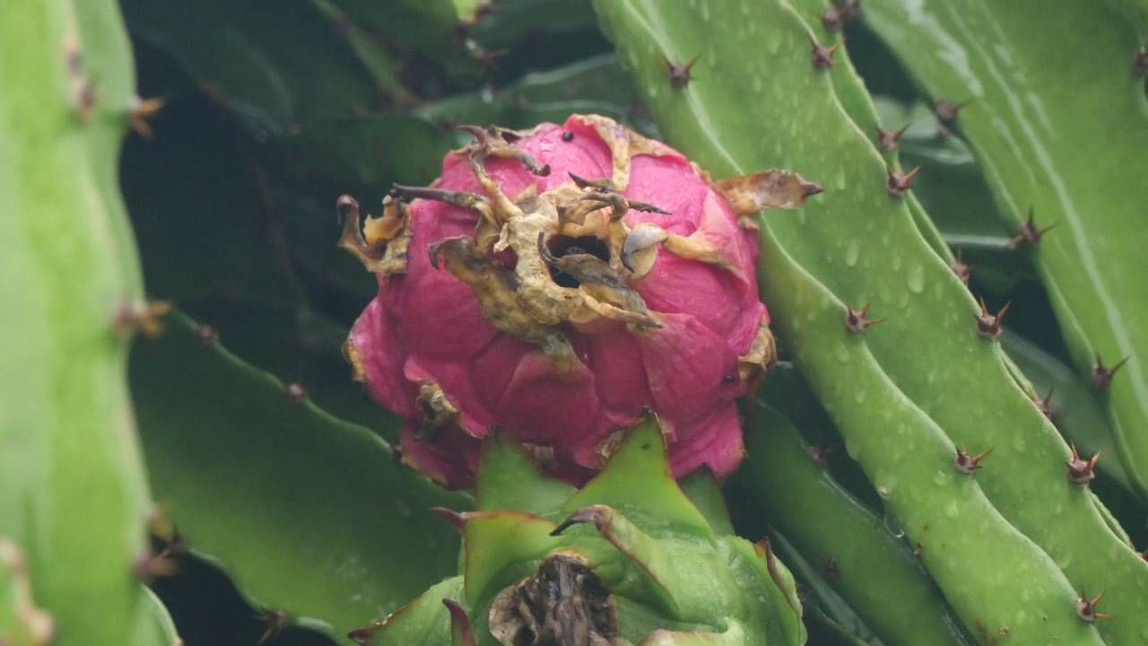 ದಾವಣಗೆರೆ ತಾಲೂಕಿನ ಮಾಯಕೊಂಡ ಗ್ರಾಮದ ರೈತ ಹನುಮಂತಪ್ಪ ಮರಡಿ ಅವರ ಪುತ್ರ ಸಾಪ್ಟವೇರ್ ಇಂಜಿನೀಯರ್ ನವೀನ್ ಮರಡಿ ತಮ್ಮ ಒಂದು ಎಕರೆ ಜಮೀನಿನಲ್ಲಿ ಡ್ರ್ಯಾಗನ್ ಫ್ರೂಟ್ ಬೆಳೆದಿದ್ದಾರೆ. ಪ್ರತಿವರ್ಷ 6 ರಿಂದ 7 ಟನ್ ಫಸಲು ಒಂದು ಎಕರೆಯಲ್ಲಿ ಬರುತ್ತದೆ. ಸಾಕಷ್ಟು ನೀರು, ರಸಗೊಬ್ಬರ, ಕೀಟನಾಶಕಗಳನ್ನು ಬಳಕೆ ಮಾಡುವುದರಿಂದ ಉತ್ತಮ ಇಳುವರಿ ಬರುತ್ತಿದೆ.