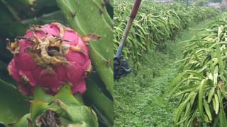 Karnataka Rains: ಇಂದಿನಿಂದ ಕರ್ನಾಟಕದಲ್ಲಿ ಮುಂಗಾರು ಚುರುಕು, 14 ಜಿಲ್ಲೆಗಳಿಗೆ ಯೆಲ್ಲೋ ಅಲರ್ಟ್​
