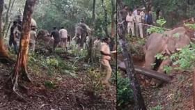 ಉಡುಪಿ: ದಾರಿ ತಪ್ಪಿ ಗಡಿಯೊಳಗೆ ನುಸುಳಿದ್ದ ಒಂಟಿ ಸಲಗ ಕೊನೆಗೂ ಸೆರೆ