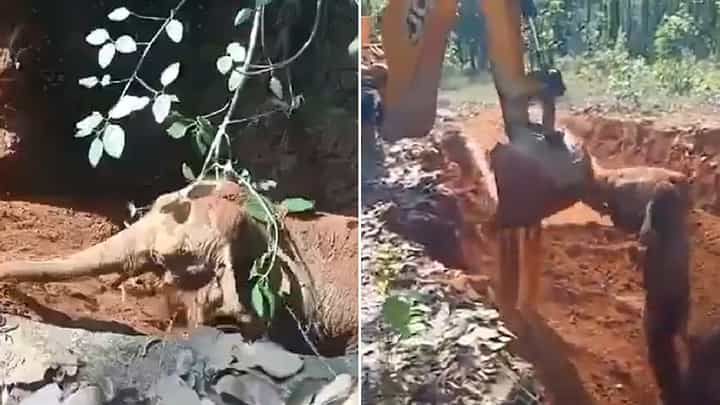 ಹೊಂಡದಲ್ಲಿ ಬಿದ್ದ ತನ್ನನ್ನು ರಕ್ಷಿಸಿದವರಿಗೆ ಮುದ್ದಾಗಿ ಥ್ಯಾಂಕ್ಸ್ ಹೇಳಿದ ಆನೆ ಮರಿ ಹೊಂಡದಲ್ಲಿ ಬಿದ್ದ ತನ್ನನ್ನು ರಕ್ಷಿಸಿದವರಿಗೆ ಮುದ್ದಾಗಿ ಥ್ಯಾಂಕ್ಸ್ ಹೇಳಿದ ಆನೆ ಮರಿ