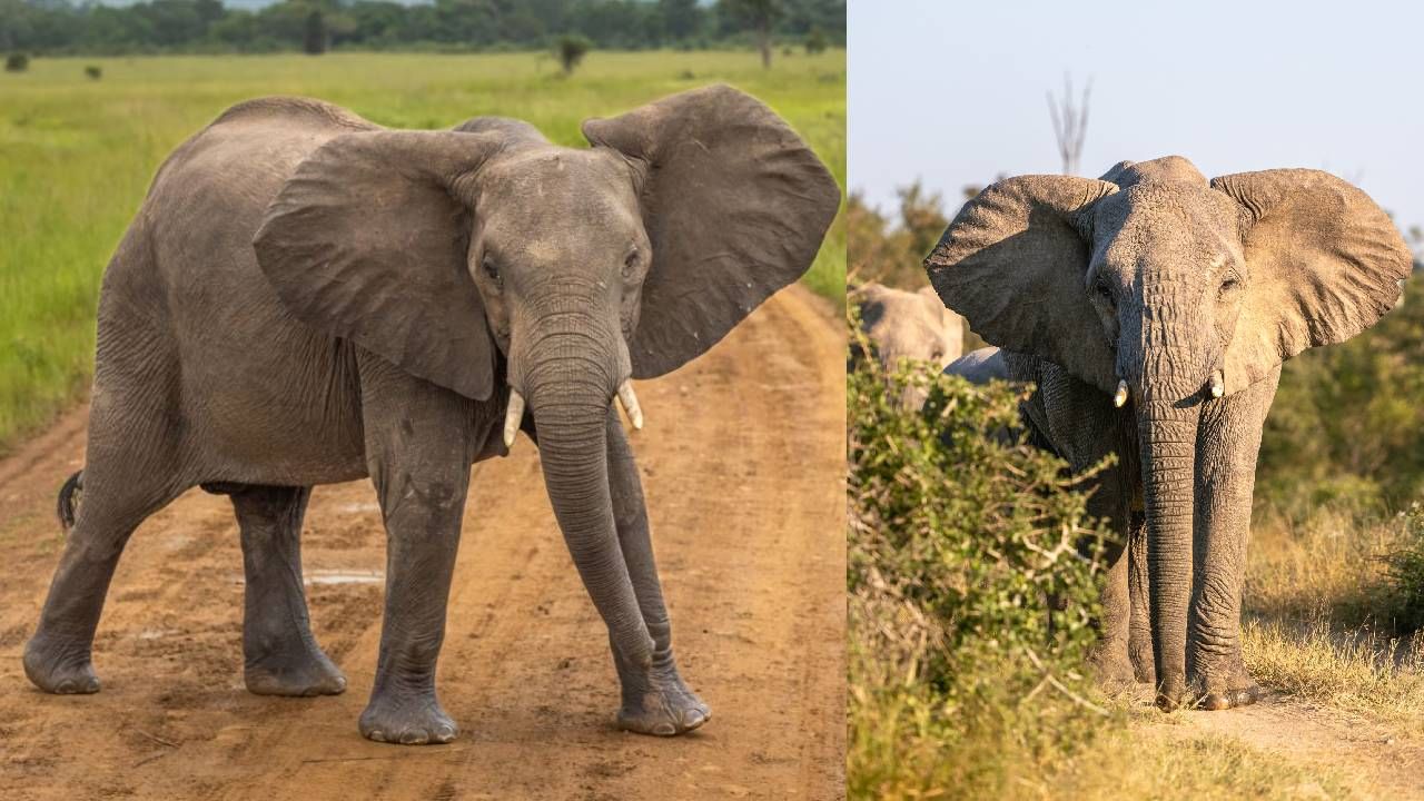 ಆನೆಗಳ ಕಿವಿ ಗಾತ್ರದಲ್ಲಿ ಏಕೆ ಅಷ್ಟೊಂದು ದೊಡ್ಡದಾಗಿರುತ್ತೆ ಗೊತ್ತಾ?