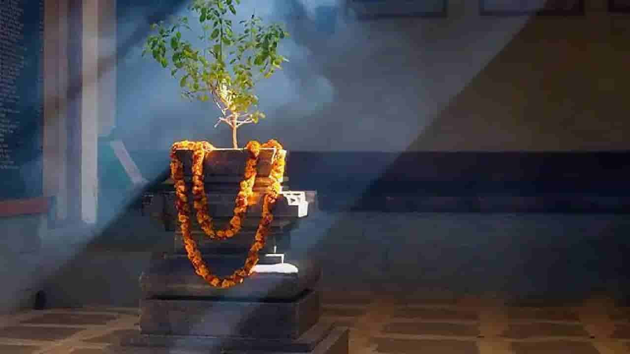 Best Vastu Plants: ವಾಸ್ತು ಪ್ರಕಾರ ಮನೆಯಲ್ಲಿ ಈ ಸಸ್ಯಗಳಿದ್ದರೆ ಸಂಪತ್ತಿಗೆ ಎಂದಿಗೂ ಕೊರತೆಯಾಗದು