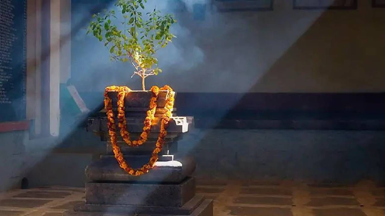 Best Vastu Plants: ವಾಸ್ತು ಪ್ರಕಾರ ಮನೆಯಲ್ಲಿ ಈ ಸಸ್ಯಗಳಿದ್ದರೆ ಸಂಪತ್ತಿಗೆ ಎಂದಿಗೂ ಕೊರತೆಯಾಗದು Best Vastu Plants: ವಾಸ್ತು ಪ್ರಕಾರ ಮನೆಯಲ್ಲಿ ಈ ಸಸ್ಯಗಳಿದ್ದರೆ ಸಂಪತ್ತಿಗೆ ಎಂದಿಗೂ ಕೊರತೆಯಾಗದು