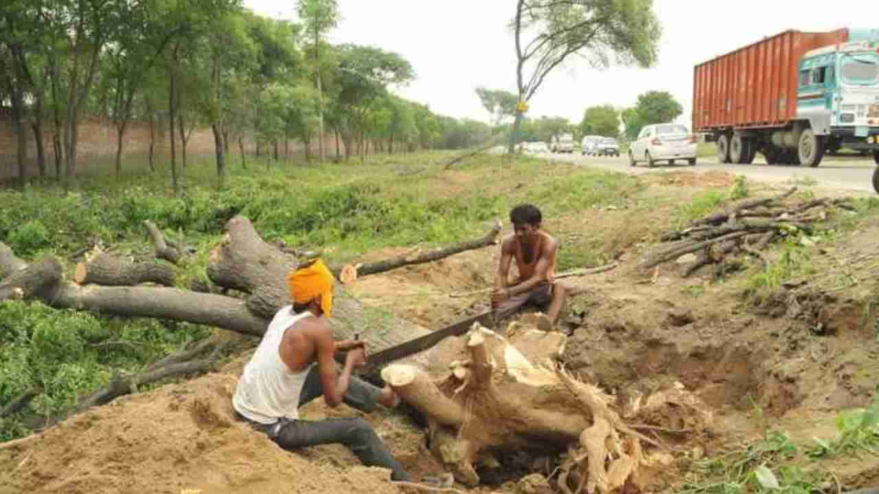 ರೈತರಿಗೆ ಗುಡ್ ನ್ಯೂಸ್ : ಕೃಷಿ ಭೂಮಿಯಲ್ಲಿ ಮರ ಕಡಿಯಲು ನಿಯಮ ಸರಳೀಕರಣ