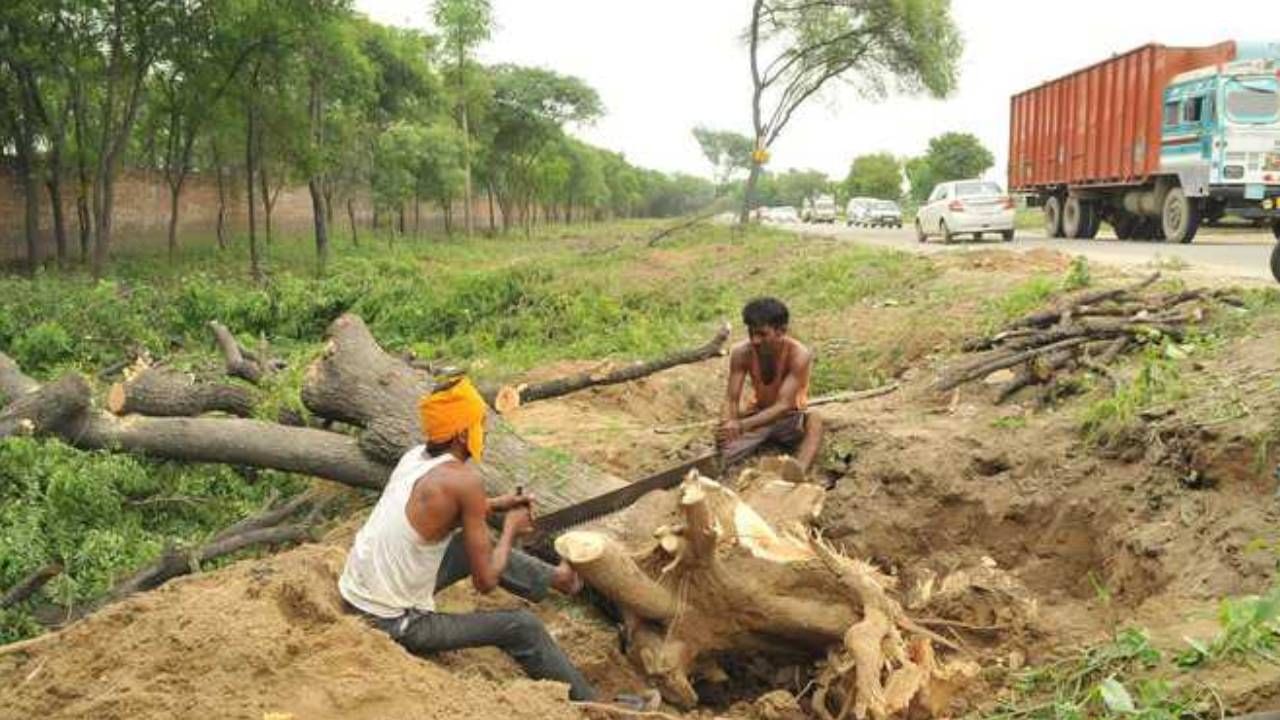 ರೈತರಿಗೆ ಗುಡ್ ನ್ಯೂಸ್ : ಕೃಷಿ ಭೂಮಿಯಲ್ಲಿ ಮರ ಕಡಿಯಲು ನಿಯಮ ಸರಳೀಕರಣ