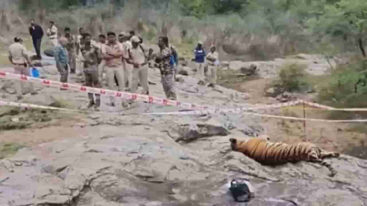 5 ಹುಲಿಗಳ ಅಂತ್ಯಕ್ರಿಯೆ: ಮರಣೋತ್ತರ ಪರೀಕ್ಷೆಯಲ್ಲಿ ಸ್ಫೋಟಕ ಅಂಶ ಬಯಲು