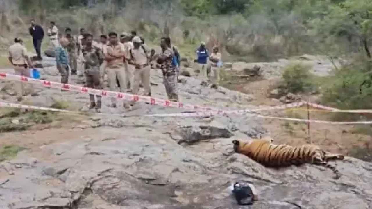 5 ಹುಲಿಗಳ ಅಂತ್ಯಕ್ರಿಯೆ: ಮರಣೋತ್ತರ ಪರೀಕ್ಷೆಯಲ್ಲಿ ಸ್ಫೋಟಕ ಅಂಶ ಬಯಲು