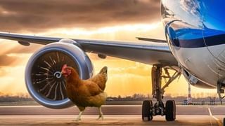 Snake Plants: ಮನೆಯಲ್ಲಿ ಈ 5 ಗಿಡಗಳಿದ್ದರೆ ಹಾವು ಅಪ್ಪಿತಪ್ಪಿಯೂ ಬರುವುದಿಲ್ಲ