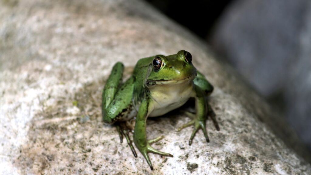 Frog Rainy Season